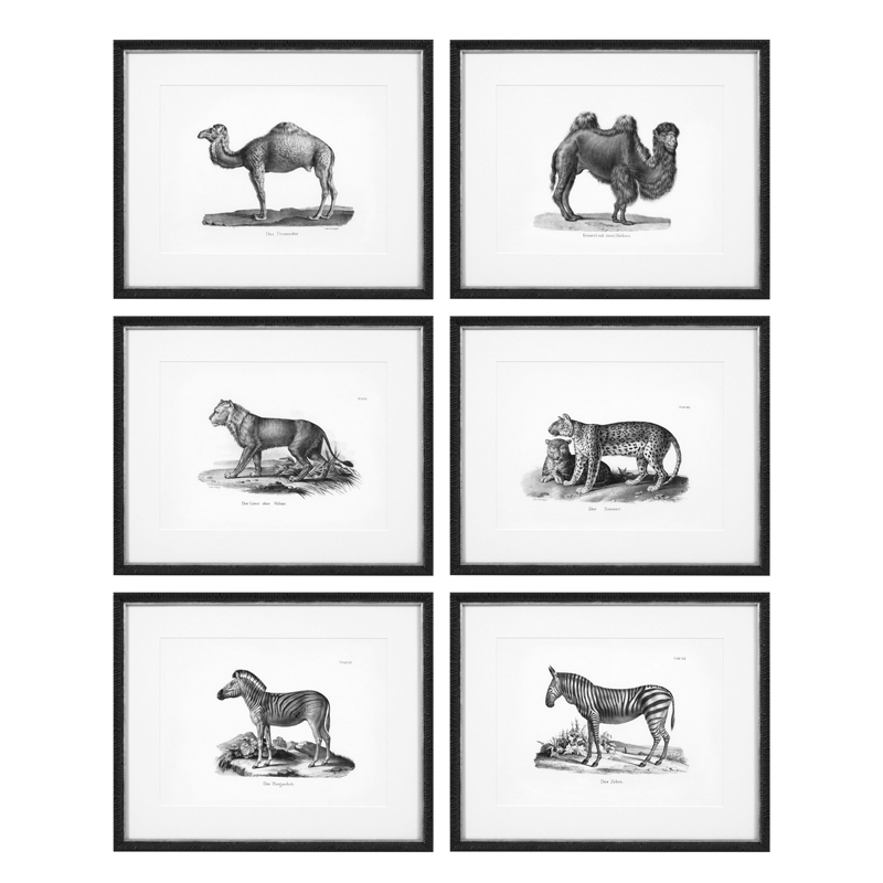 Комплект постеров Eichholtz Prints Historical Animals set of 6 Черный Черно-белый в Саратове | Loft Concept 