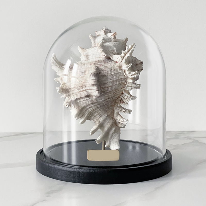 Статуэтка Murex Ramosus Glass Cloche Статуэтка Murex Ramosus Glass Cloche в Саратове | Loft Concept