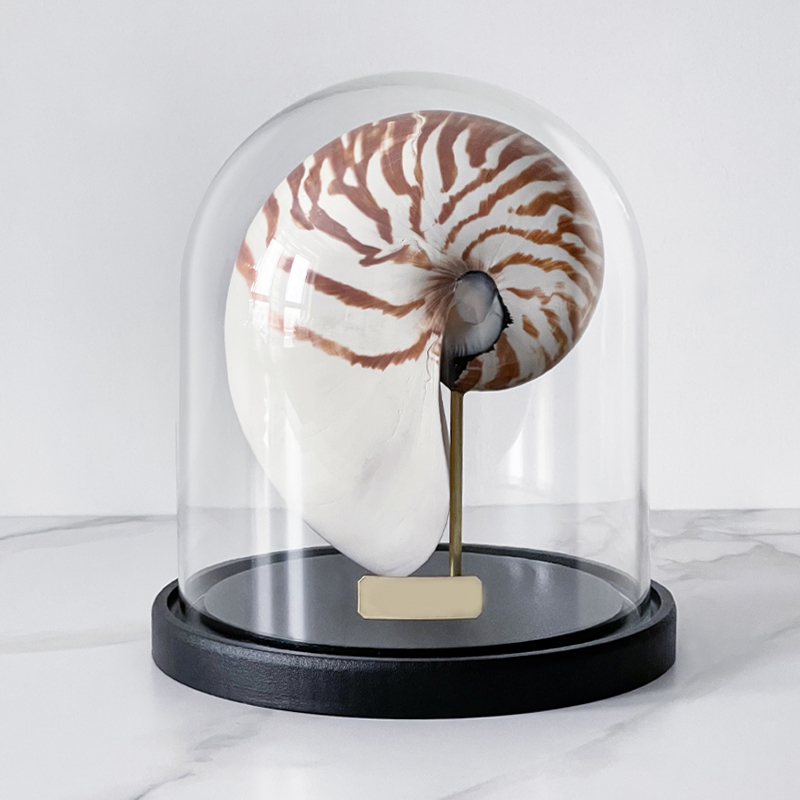 Статуэтка Nautilus Pompilius Glass Cloche  в Саратове | Loft Concept 