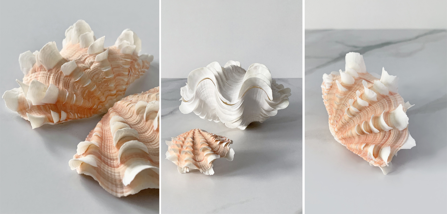 Статуэтка Tridacna Shell XS - фото