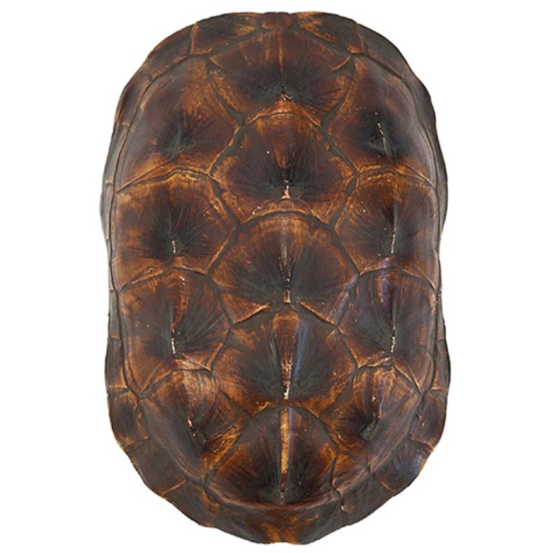 Аксессуар Turtle Shell Natural Brown Коричневый в Саратове | Loft Concept 