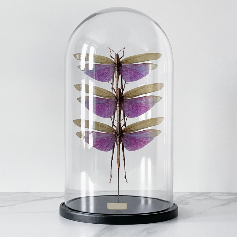 Статуэтка 3 Grasshoppers Titanacris Albipes Glass Cloche  в Саратове | Loft Concept 