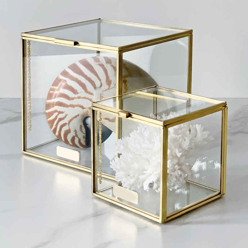 Комплект статуэток Natural Coral & Nautilus Pompilius Glass Box Комплект статуэток Natural Coral & Nautilus Pompilius Glass Box в Саратове | Loft Concept