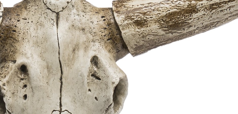 Череп быка Bull Skull Череп быка Bull Skull - Loft-Concept в Саратове
