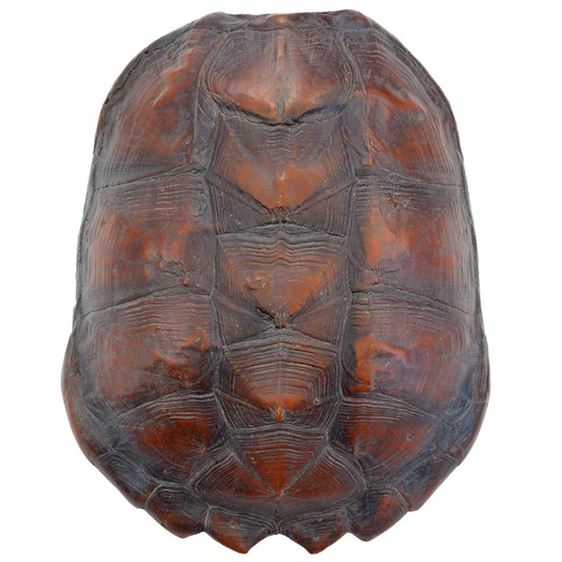 Аксессуар Turtle Shell Big Natural Коричневый в Саратове | Loft Concept 