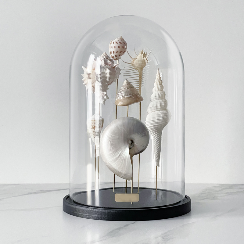 Статуэтка Shell Collection Glass Cloche 1  в Саратове | Loft Concept 