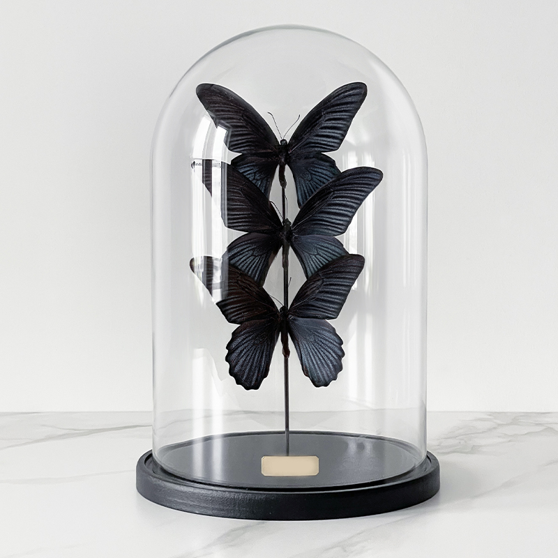 Статуэтка 3 Butterflies Papilio Memnon Glass Cloche  в Саратове | Loft Concept 