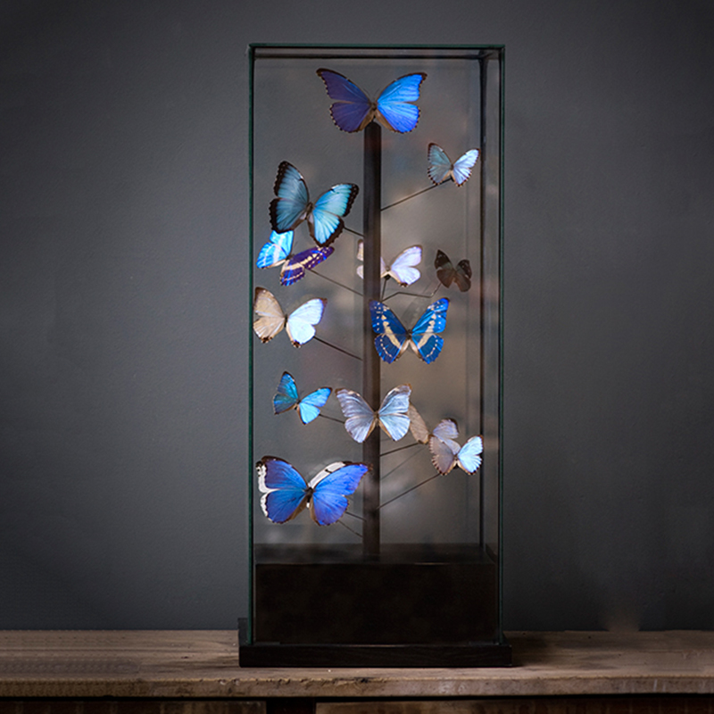 Статуэтка 14 Blue Butterflies Morphos Glass Box  в Саратове | Loft Concept 