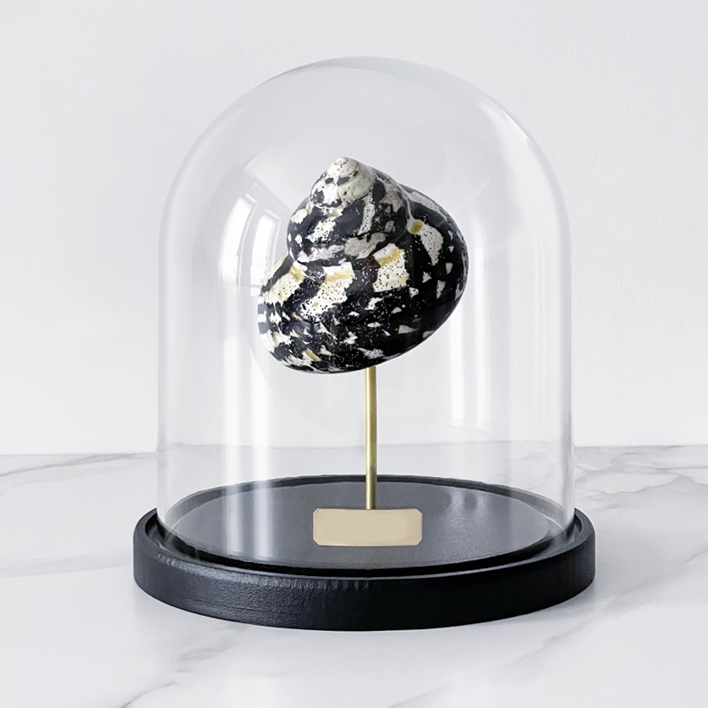 Статуэтка Turbo Cittarium Pica Glass Cloche  в Саратове | Loft Concept 