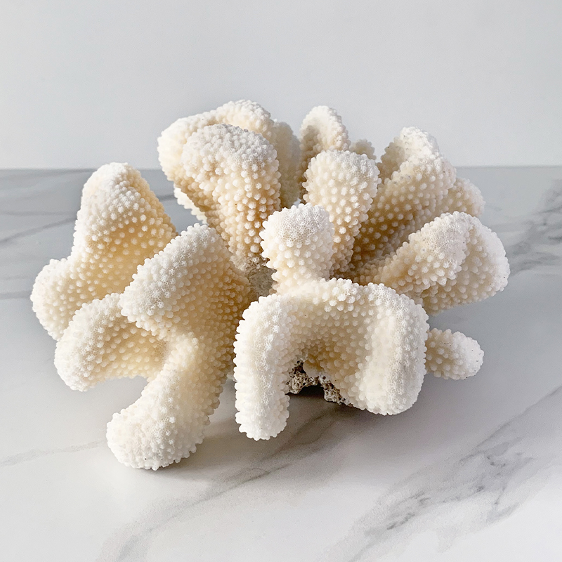 Статуэтка White Cauliflower Coral  в Саратове | Loft Concept 