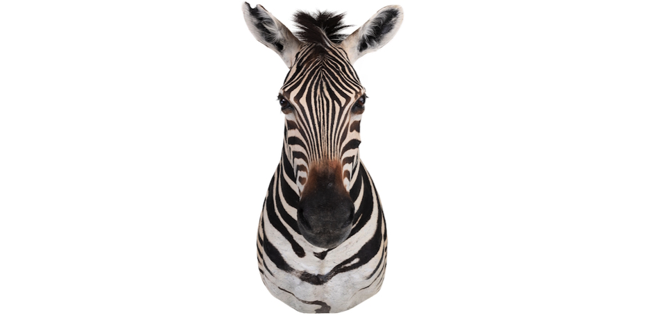 Голова зебры Burchellii Чучело таксидермия ZEBRA SHM RIGHT Голова зебры Burchellii Чучело таксидермия ZEBRA SHM RIGHT - Loft-Concept в Саратове
