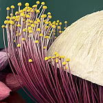 Статуэтка фантастический фрукт Exotic Tropical Fruit orange and white 67 варинант исполнения - 2 | Loft Concept в Саратове