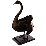 Настоящее чучело черного лебедя Black Swan варинант исполнения - 2 | Loft Concept в Саратове