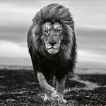 Книга Beusker. Look into my Eyes варинант исполнения - 7 | Loft Concept в Саратове