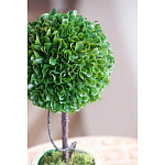 Декоративный искусственное растение Single boxwood варинант исполнения - 7 | Loft Concept в Саратове