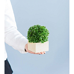 Декоративный искусственное растение Square boxwood варинант исполнения - 7 | Loft Concept в Саратове