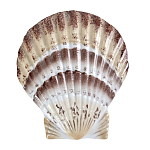 Фигурка из фарфора в виде ракушки морского гребешка Marine Tridacna варинант исполнения - 1 | Loft Concept в Саратове