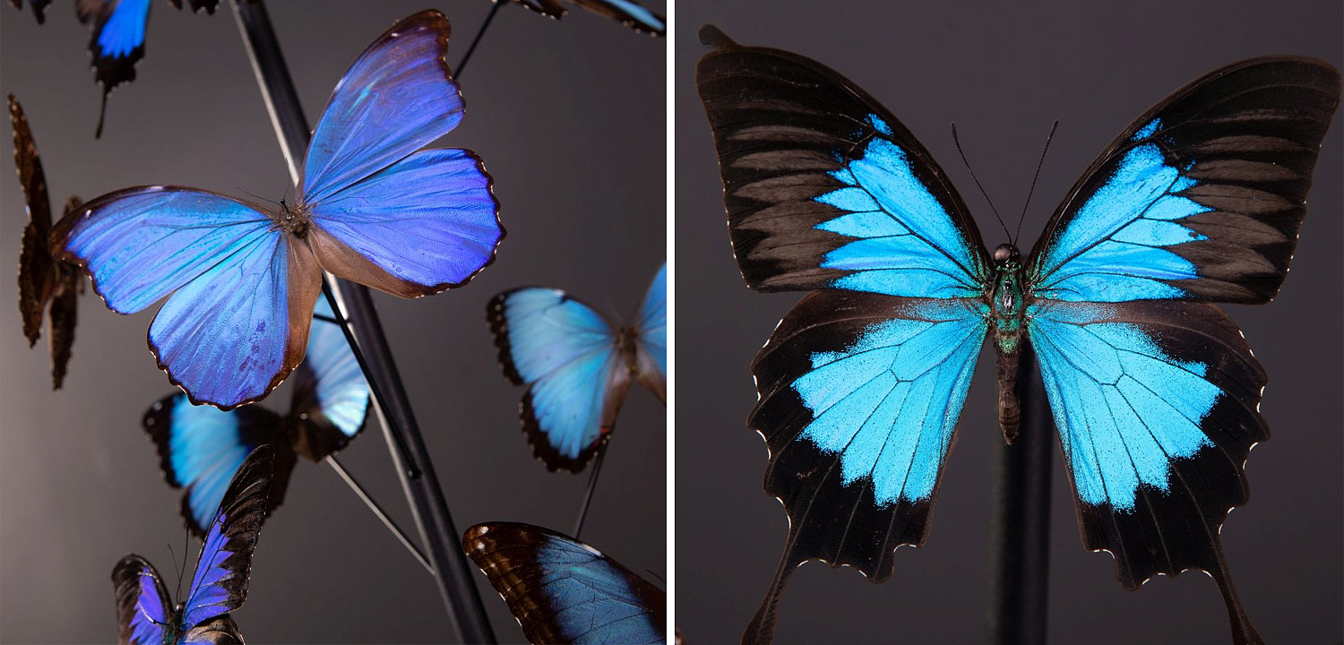 Статуэтка 14 Blue Butterflies Morphos Glass Box Статуэтка 14 Blue Butterflies Morphos Glass Box - Loft-Concept в Саратове