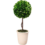 Декоративный искусственное растение Single boxwood варинант исполнения - 1 | Loft Concept в Саратове