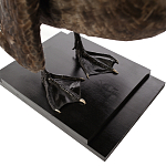 Настоящее чучело черного лебедя Black Swan варинант исполнения - 4 | Loft Concept в Саратове