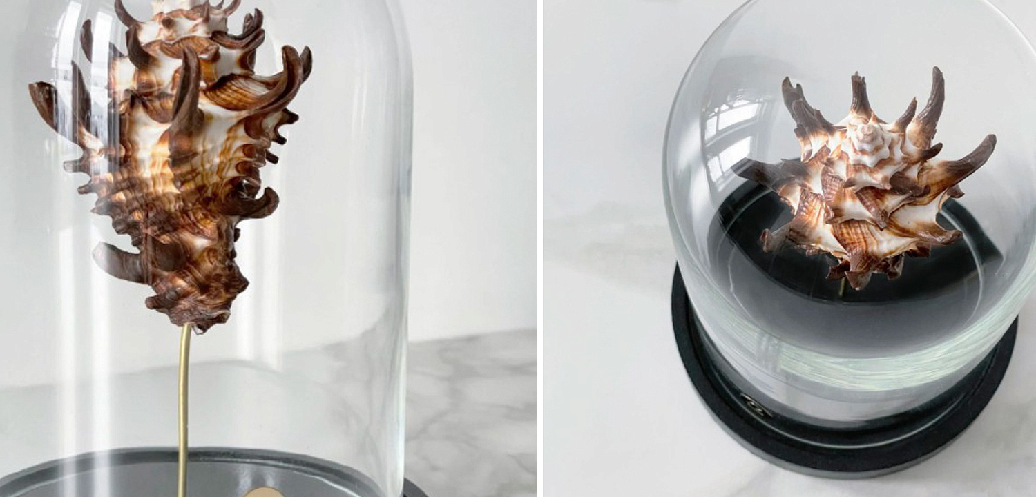 Статуэтка Vasum Tubiferum Glass Cloche Статуэтка Vasum Tubiferum Glass Cloche - Loft-Concept в Саратове