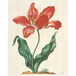 Книга цветов 22 постера Maria Sibylla Merian: 22 Pull-Out Posters варинант исполнения - 5 | Loft Concept в Саратове