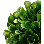 Декоративный искусственное растение Square boxwood варинант исполнения - 2 | Loft Concept в Саратове