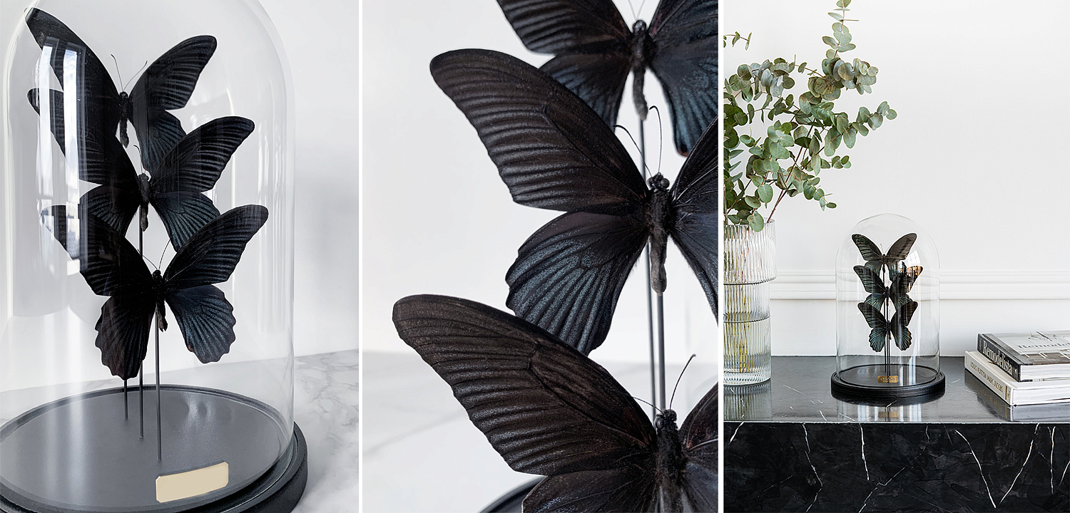 Статуэтка 3 Butterflies Papilio Memnon Glass Cloche Статуэтка 3 Butterflies Papilio Memnon Glass Cloche - Loft-Concept в Саратове