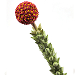 Статуэтка тропический фрукт  Tropical Fruit High Orange варинант исполнения - 2 | Loft Concept в Саратове