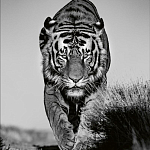 Книга Beusker. Look into my Eyes варинант исполнения - 6 | Loft Concept в Саратове