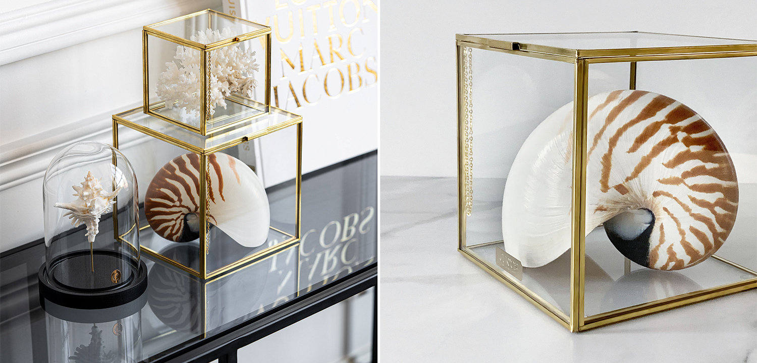 Статуэтка Nautilus Pompilius Glass Box M Статуэтка Nautilus Pompilius Glass Box M - Loft-Concept в Саратове