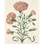 Книга цветов 22 постера Maria Sibylla Merian: 22 Pull-Out Posters варинант исполнения - 4 | Loft Concept в Саратове