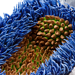 Дизайнерская статуэтка для интерьера Tropical Fruit Pandora 12 варинант исполнения - 3 | Loft Concept в Саратове