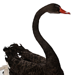 Настоящее чучело черного лебедя Black Swan варинант исполнения - 3 | Loft Concept в Саратове