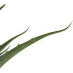 Декоративный искусственное растение Medium Aloe варинант исполнения - 2 | Loft Concept в Саратове