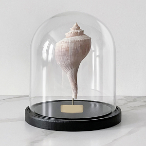 Статуэтка Busycon Canaliculatus Glass Cloche