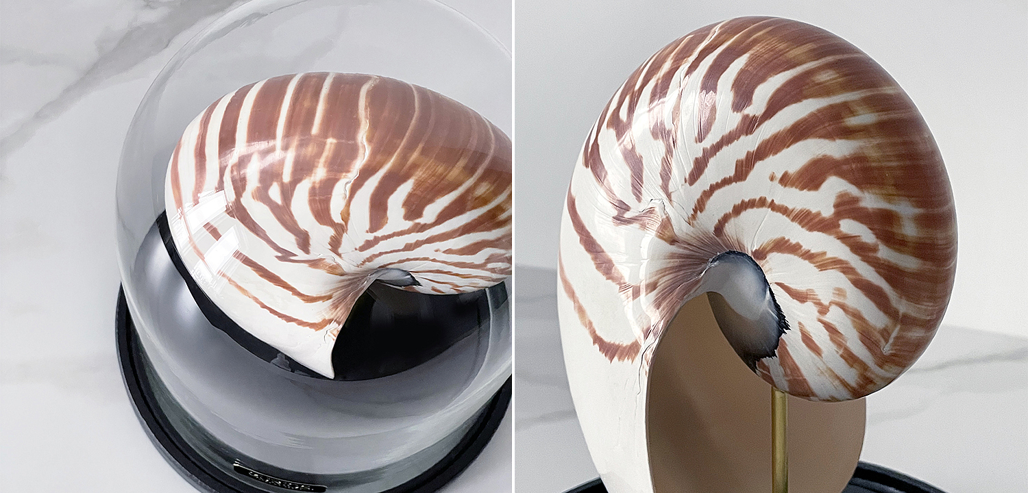 Статуэтка Nautilus Pompilius Glass Cloche Статуэтка Nautilus Pompilius Glass Cloche - Loft-Concept в Саратове