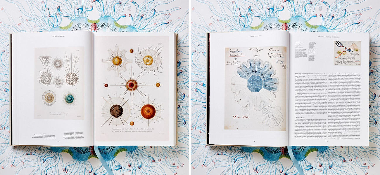 The Art and Science of Ernst Haeckel XXL The Art and Science of Ernst Haeckel XXL - Loft-Concept в Саратове