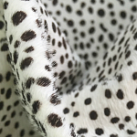 Мебельная ткань Искусственный мех  белый леопард 90 см T5-3 варинант исполнения - 1 | Loft Concept в Саратове