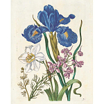 Книга цветов 22 постера Maria Sibylla Merian: 22 Pull-Out Posters варинант исполнения - 6 | Loft Concept в Саратове