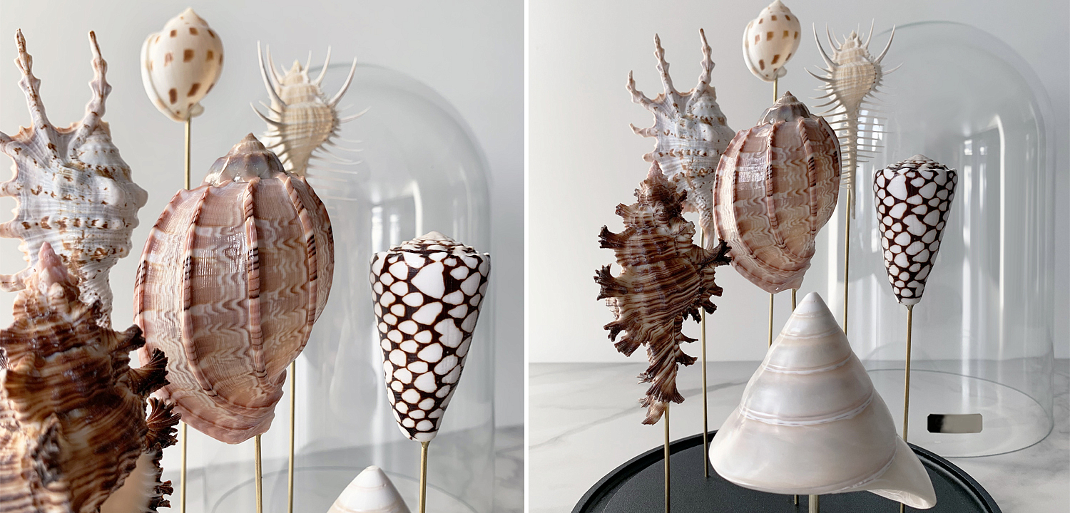Статуэтка Shell Collection Glass Cloche 2 Статуэтка Shell Collection Glass Cloche 2 - Loft-Concept в Саратове