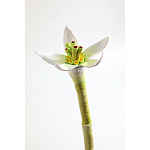 Статуэтка тропический фрукт Pandora Tropical Fruit Orange Two Flowers варинант исполнения - 3 | Loft Concept в Саратове