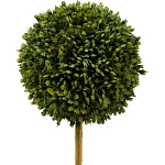 Декоративный искусственное растение Boxwood One варинант исполнения - 2 | Loft Concept в Саратове