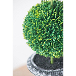 Декоративный искусственное растение Double boxwood варинант исполнения - 6 | Loft Concept в Саратове