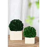 Декоративный искусственное растение Square boxwood варинант исполнения - 4 | Loft Concept в Саратове