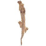 Декоративная статуэтка Китайский дракон Фуцанлун варинант исполнения - 2 | Loft Concept в Саратове