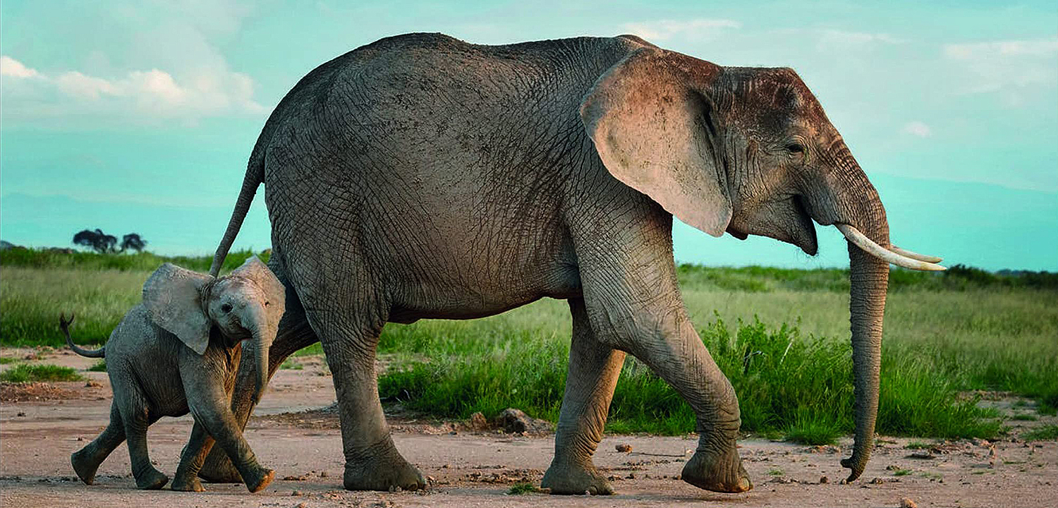 Книга Terrible Beauty: Elephant - Human - Ivory Книга Terrible Beauty: Elephant - Human - Ivory - Loft-Concept в Саратове