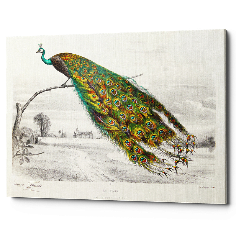 Постер на холсте с изображением павлина на ветке Majestic Peacock on a Tree Poster Белый Мульти Постер на холсте с изображением павлина на ветке Majestic Peacock on a Tree Poster Белый Мульти в Саратове | Loft Concept