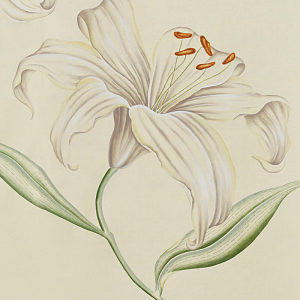 Обои ручная роспись Lilium Special Colourway on Ivory dyed silk