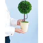 Декоративный искусственное растение Single boxwood варинант исполнения - 8 | Loft Concept в Саратове